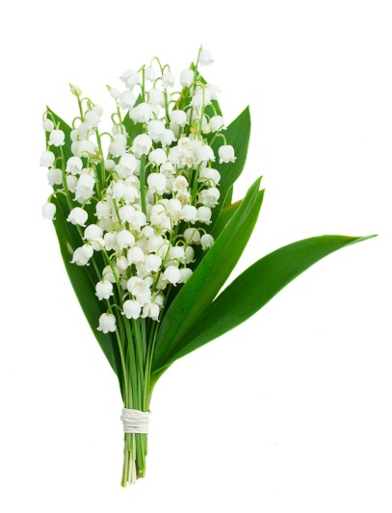 roses flowers  / fragrant flowers