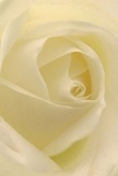This close-up draws the viewer into the delicate confines of a cream-white rose, its petals sculpted with the deft hand of a Silvertown florist attuned to the area's quiet beauty. Every spiraled fold invites a gentle exploration of silken texture, shimmering faintly with morning light as if kissed by the Thames mist near Lyle Park. Soft shadows add depth and quiet intensity, capturing that serene aura one associates with heartfelt sympathy, admiration, or fresh beginnings down ExCel's bustling avenues. The bloom's fragile, pearly edges and graceful arrangement express a reverence for life's most tender moments, its barely-there fragrance evoking both comfort and ease. Behind the arrangement is the artistry and understanding unique to Silvertown, where each flower is selected not only for its appearance but for the genuine emotion it delivers-whether delivered to a waterside home or awaiting on a table for a memorable celebration.
